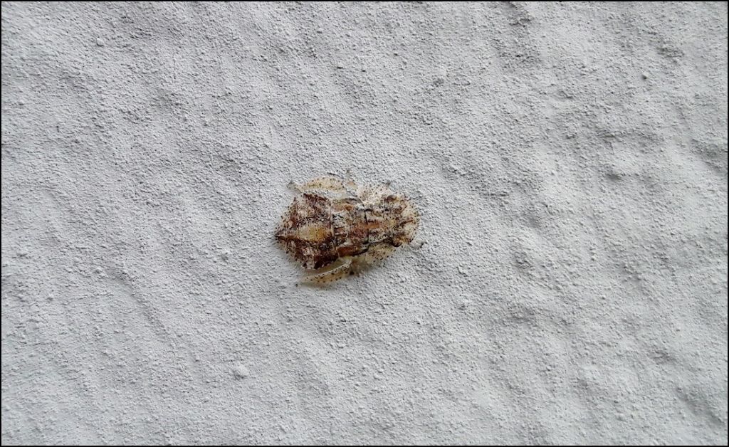 Cicadellidae :  ninfa di  Ledra aurita